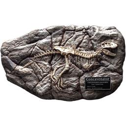 Wonders of the Wild: Concavenator Fossil Mini Replica 31 cm