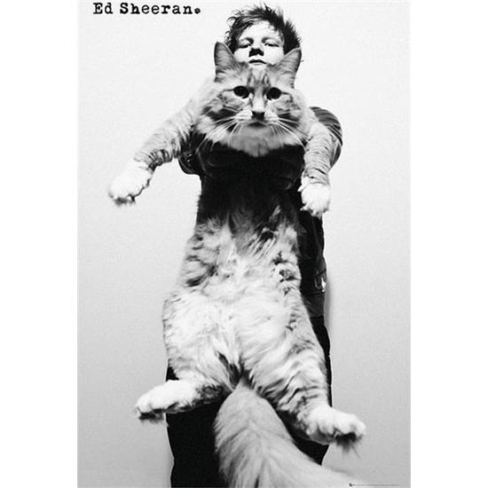 Ed Sheeran: Ed Sheeran Plakat - Cat